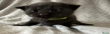 Salem