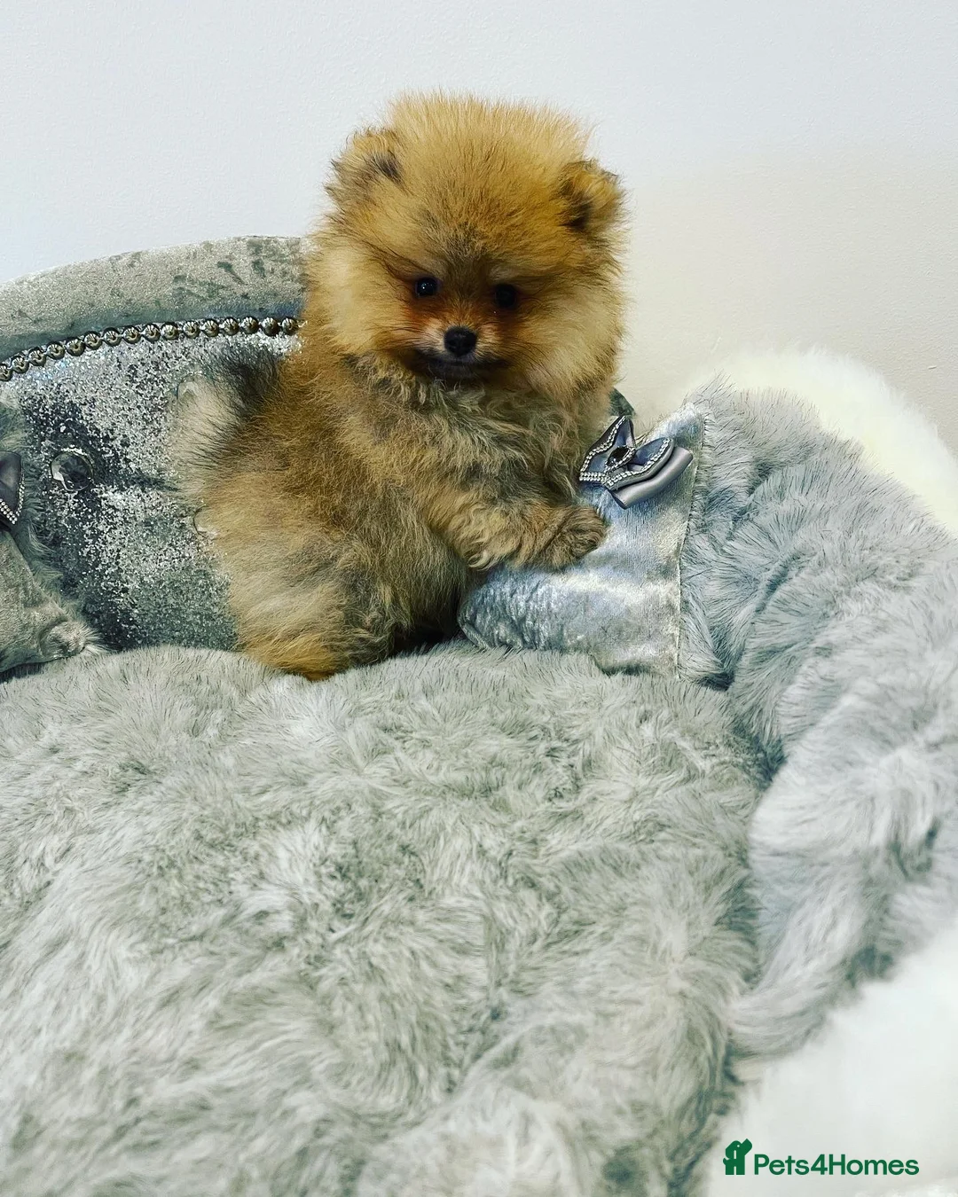 Pomeranian dogs for stud: STUNNING FENDI OPEN AT STUD 🏆CHAMPION SIRED🏆 in Grays - Advert 30