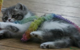 Exotic cats for sale: Beautiful Exotic Pedigree Kittens - Image 19