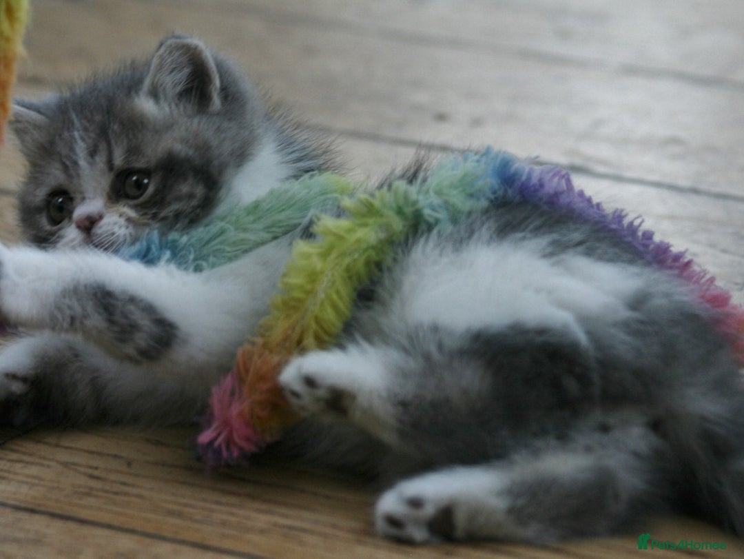 Exotic cats for sale: Beautiful Exotic Pedigree Kittens - Image 19
