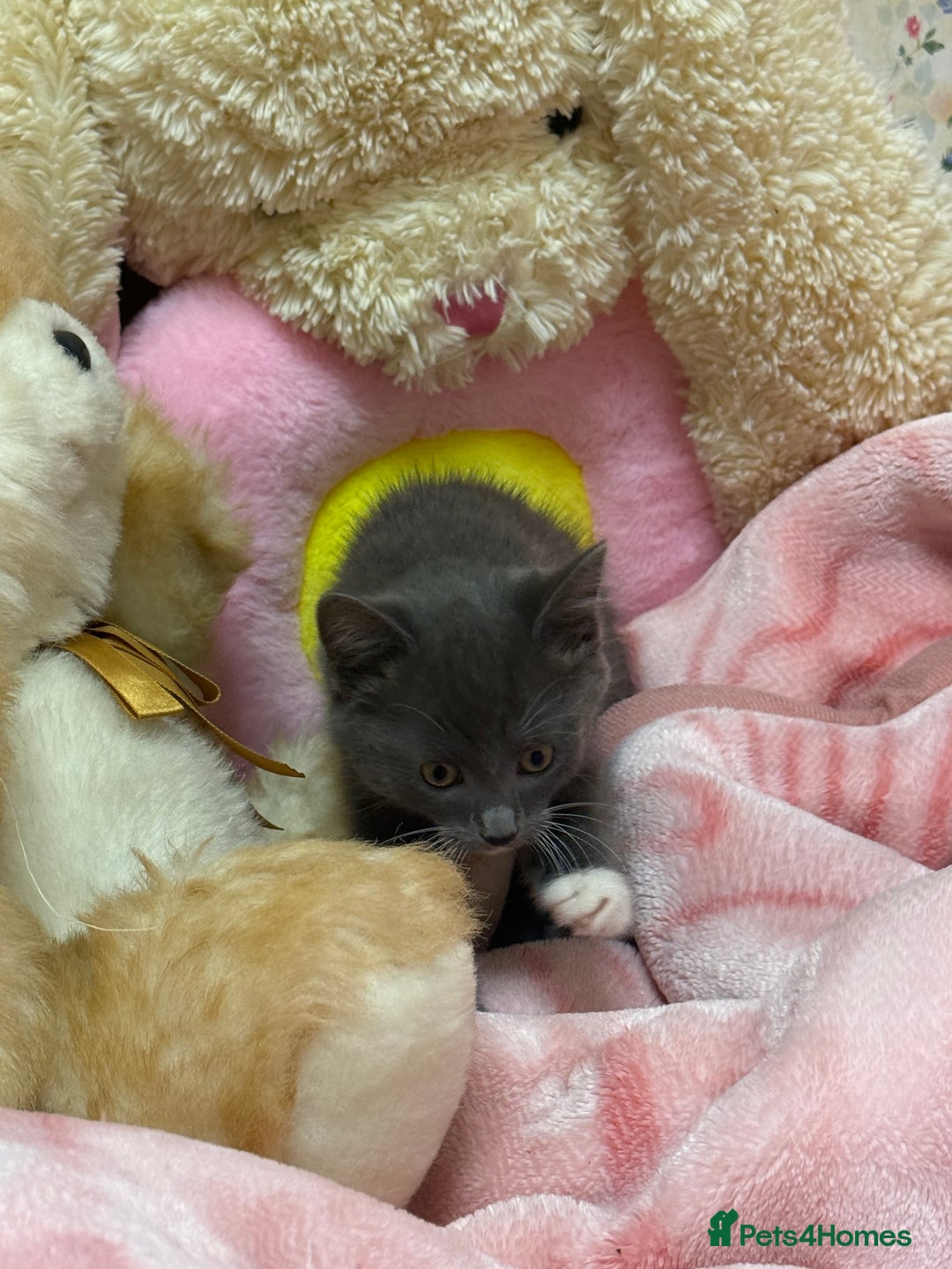 Maine Coon cats for sale: Half Mainecoon and Half British Shorthair  - Advert 5