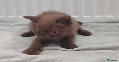 British Shorthair cats - Advert 14