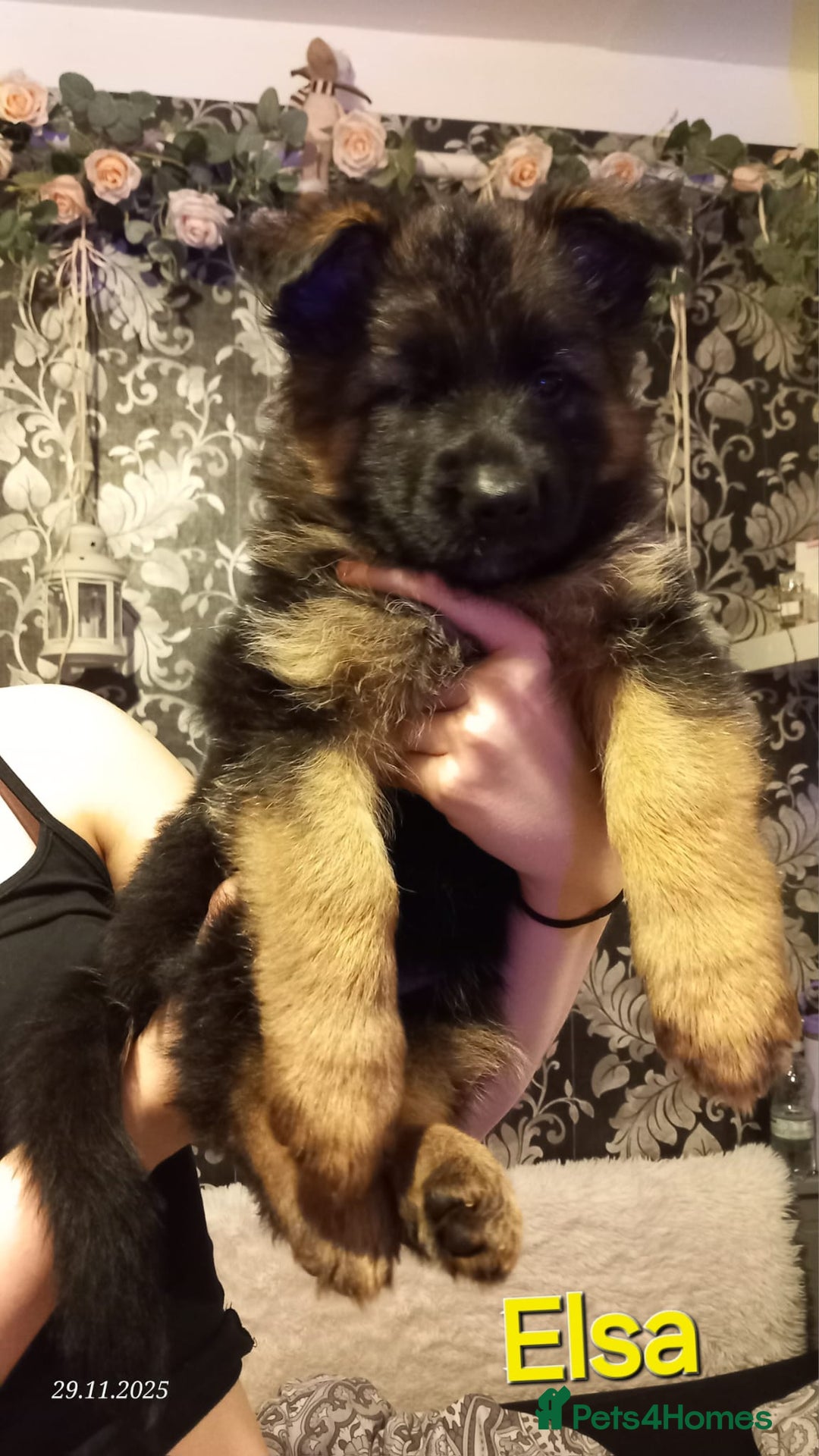 German Shepherd dogs for sale: Excellent Long-Haired German Shepherd Puppies-KC - Advert 1