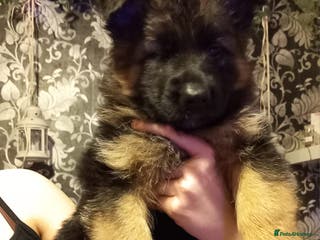 German Shepherd dogs Excellent Long-Haired German Shepherd Puppies-KC - Advert 2