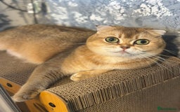 Scottish Fold cats for sale: Pedigree Scottish Fold kittens - Image 17