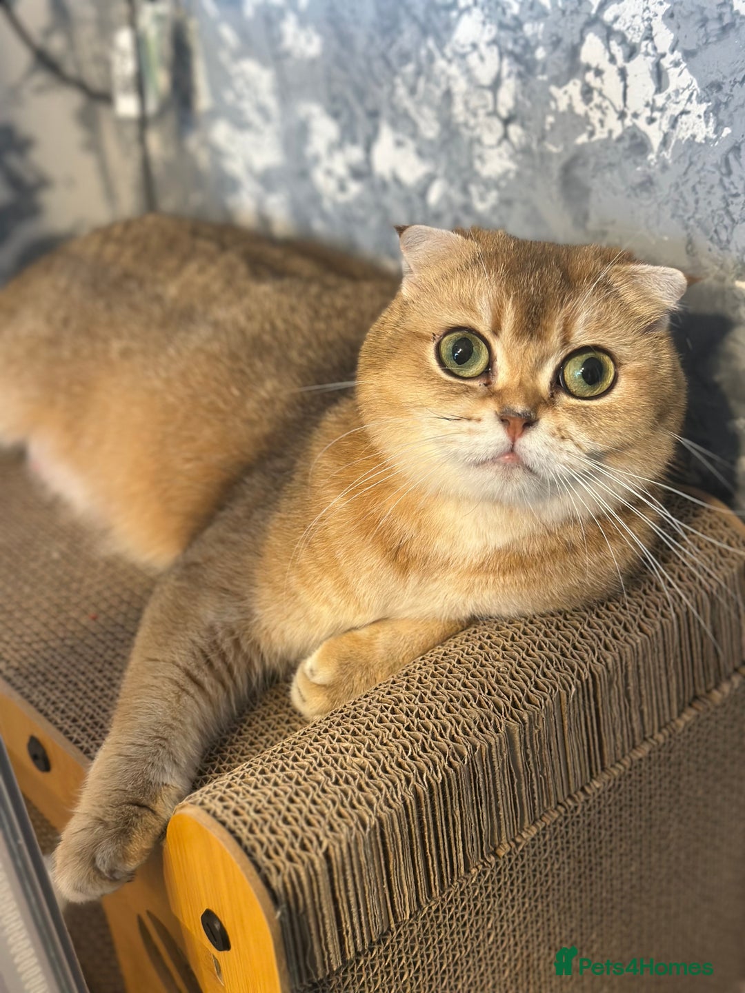 Scottish Fold cats for sale: Pedigree Scottish Fold kittens - Image 17