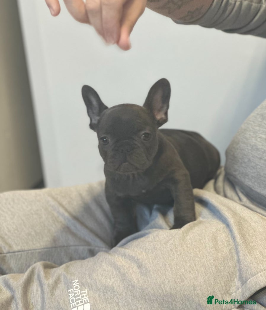 French Bulldog dogs 1 Beautiful Girl Frenchie - Advert 1