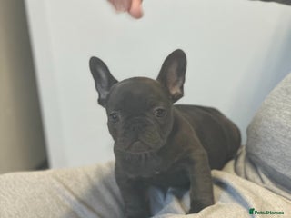 French Bulldog dogs 1 Beautiful Girl Frenchie - Advert 1