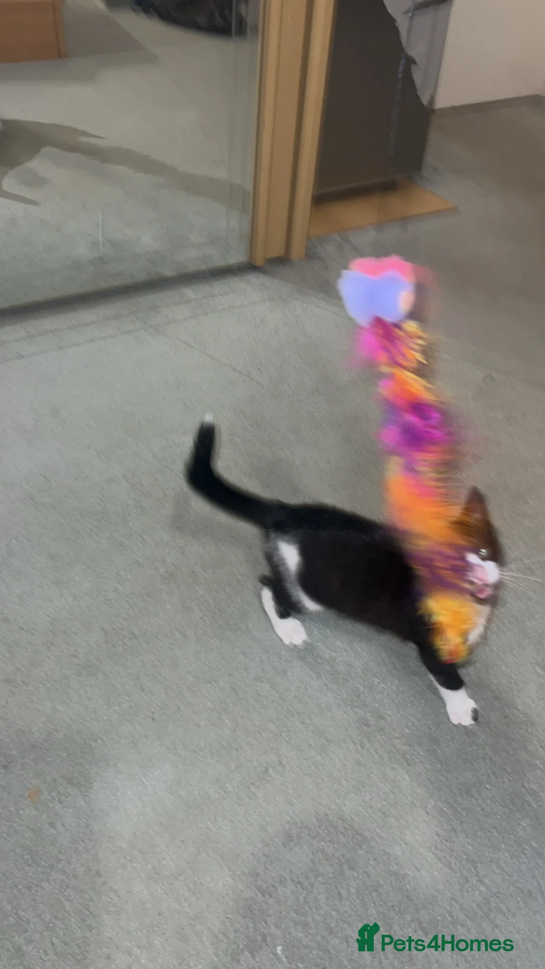 Mixed Breed cats for sale: Beautiful 3 month old tuxedo - Advert 2