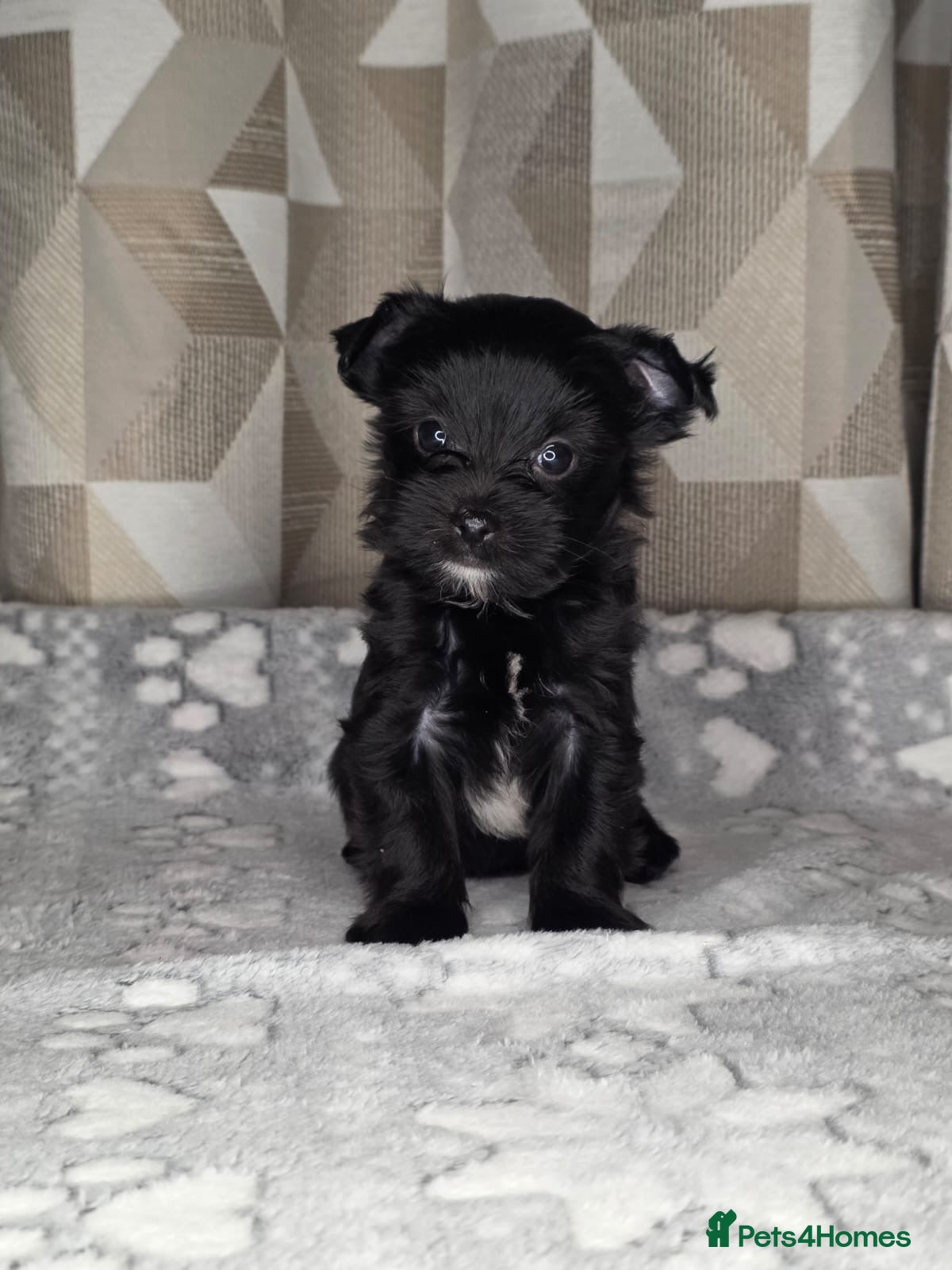 Yorkshire Terrier dogs For sale Tiny Yorkshire Terrier - Advert 1