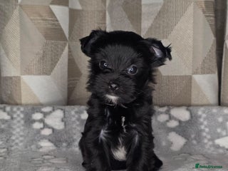 Yorkshire Terrier dogs For sale Tiny Yorkshire Terrier - Advert 1