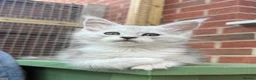 Maine Coon cats for sale: Maine coon kittens - Advert 9