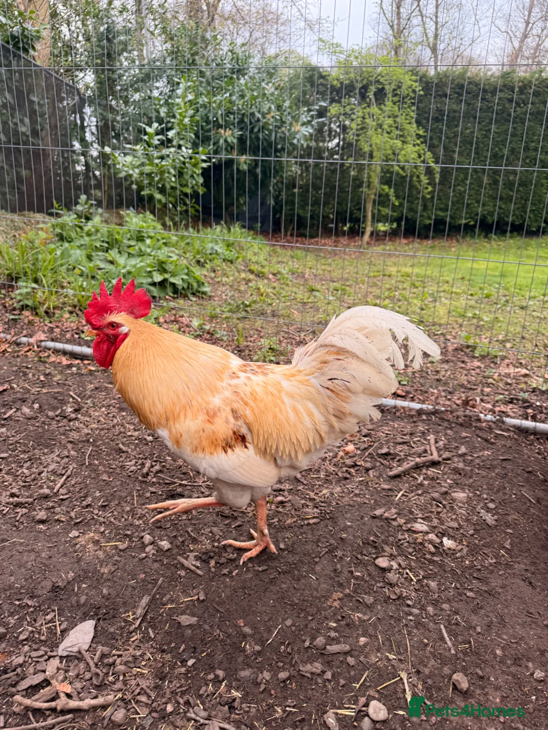 Chickens poultry for sale: Buff Orpington Cockerel Friendly, Good Home Wanted in Preston - Advert 4