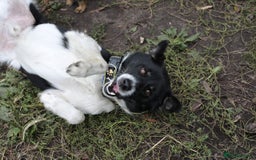 Mixed Breed dogs for adoption: 💙🐶 BOB 🐶💙 - Image 16