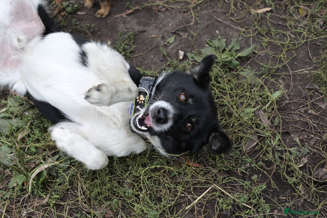 Mixed Breed dogs for adoption: 💙🐶 BOB 🐶💙 - Image 16