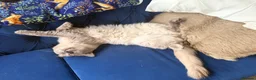 Ragdoll cats for sale: Blue/lilac Ragdoll babies - Advert 21