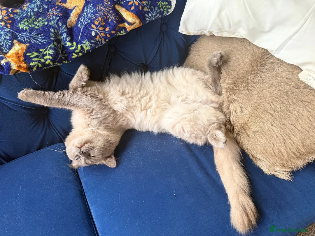 Ragdoll cats for sale: Blue/lilac Ragdoll babies - Advert 21