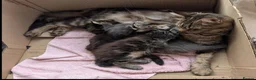 Maine Coon cats for sale: Chunky loveable Maine Coon Boy - Advert 7