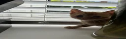 Mixed Breed cats for sale: 5 beautiful kittens  - Advert 8