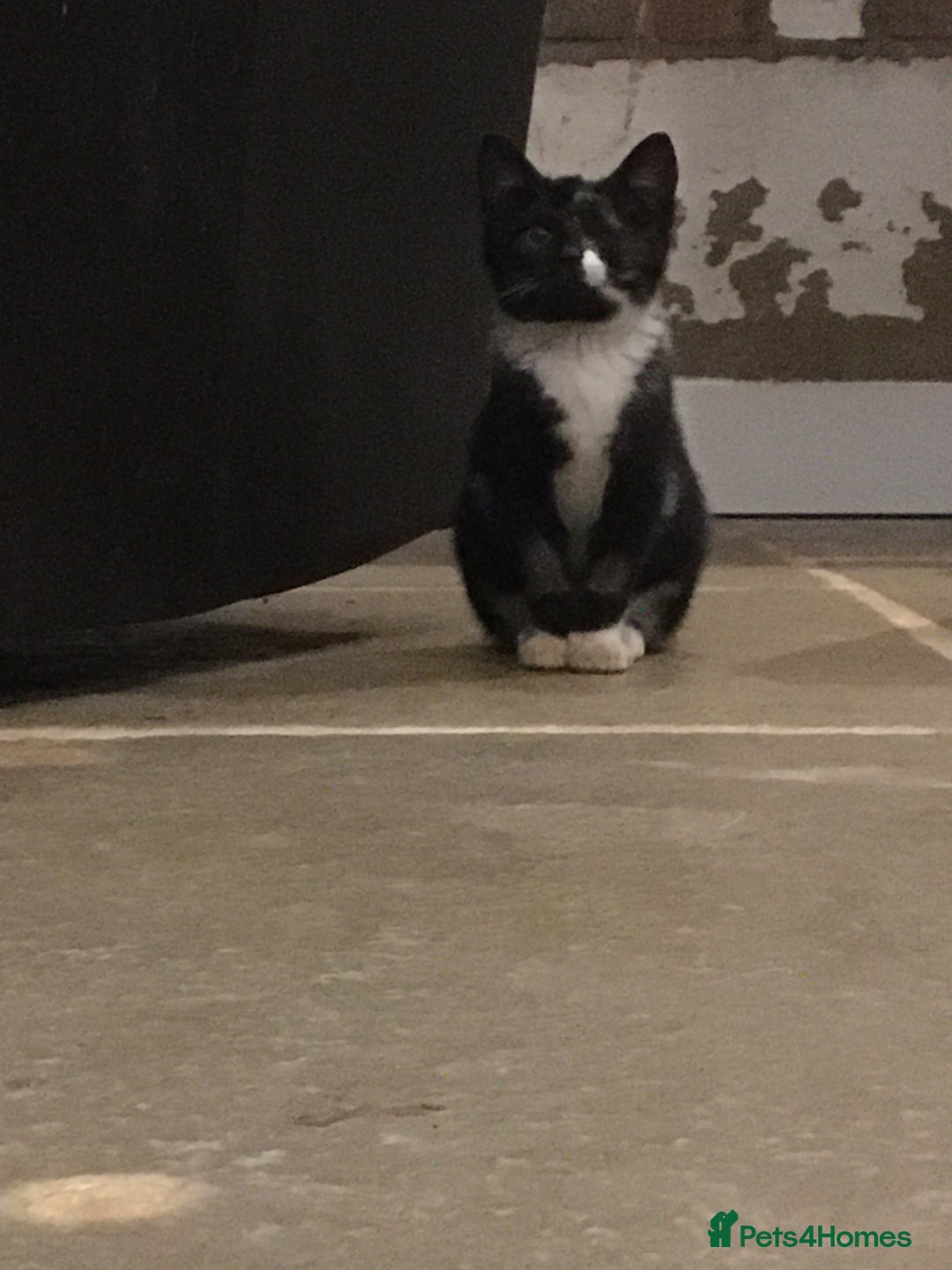 Domestic Shorthair cats for sale: Heart breaking decision  - Image 16