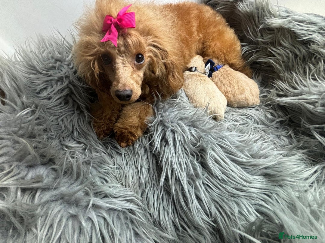 Maltipoo dogs for sale: TINY TOY F1 HEALTH TESTED MALTIPOO PUPS - Image 5