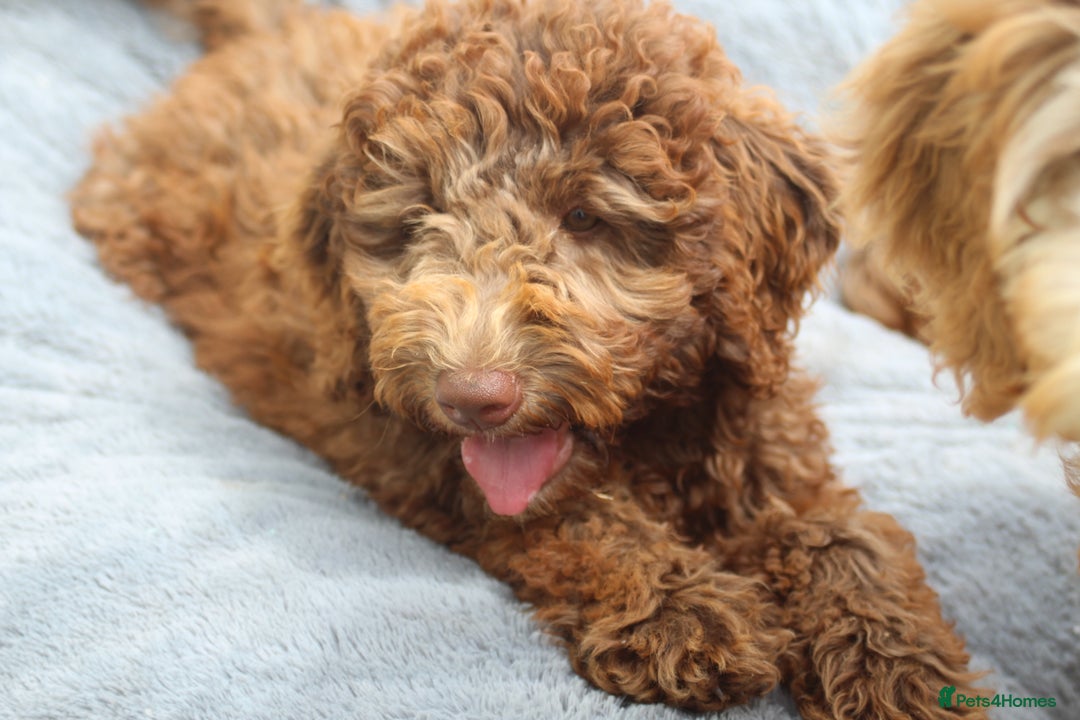 Labradoodle dogs for sale: ✔️The work has been done choose your breeder right - Image 4