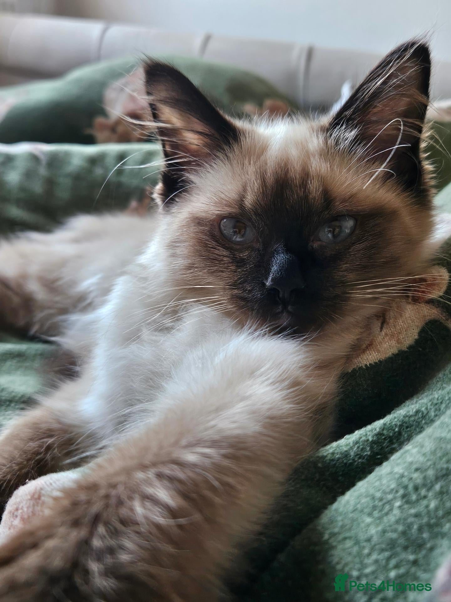 Ragdoll cats Beautiful ragdoll girl  - Advert 1