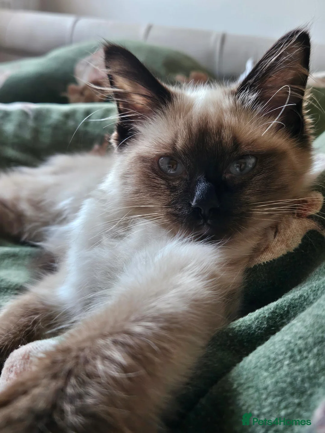 Ragdoll cats for sale: Beautiful ragdoll girl  - Advert 1