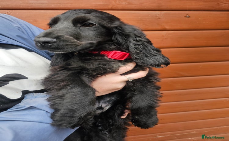 Cocker Spaniel dogs - Advert 12