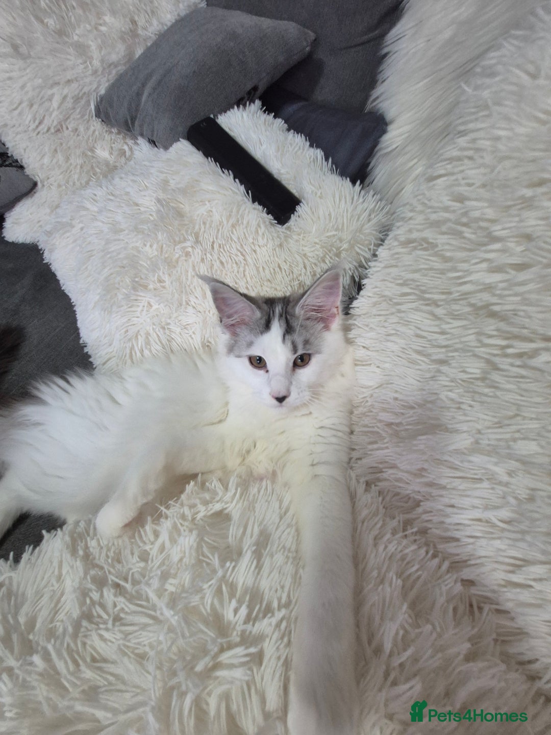 Maine Coon cats for sale: Maine coon kittens  - Advert 17