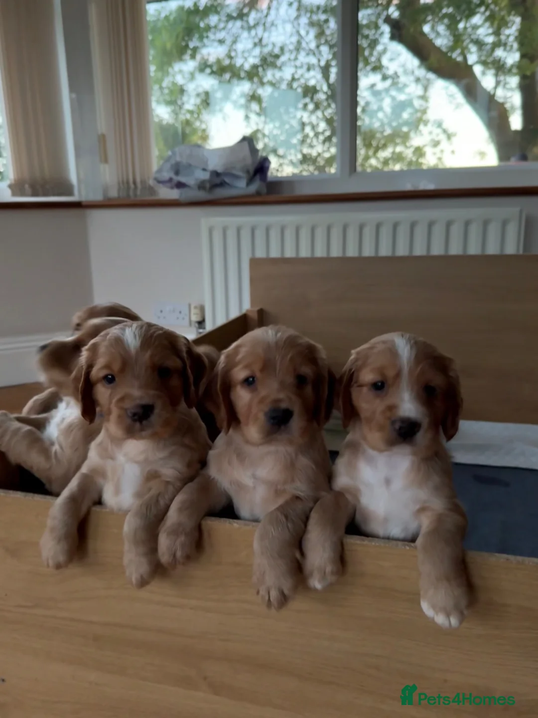 Cocker Spaniel dogs for sale: Gorgeous Working Cocker Spaniels in Northallerton - Advert 1