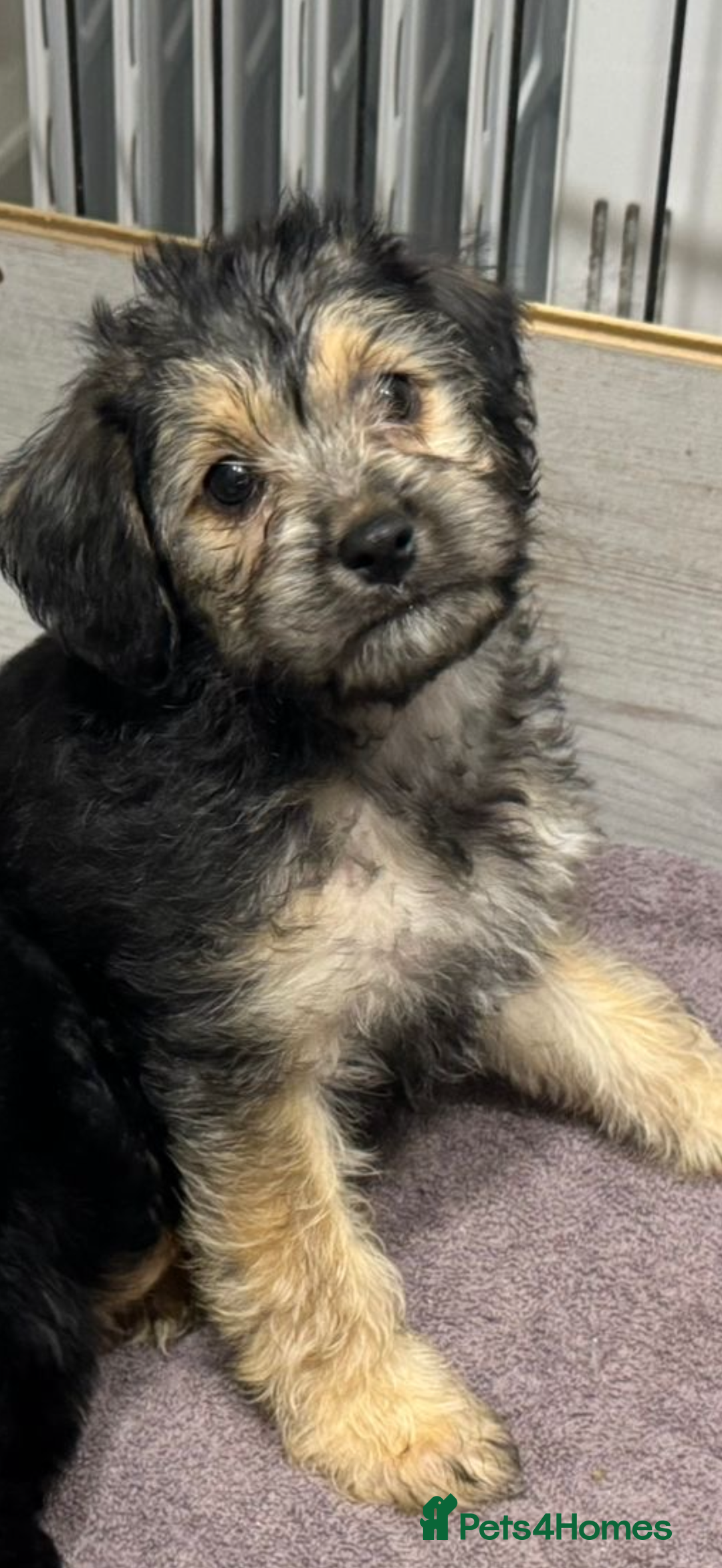 Mixed Breed dogs for sale: Shihtzu cross cocapoo (shihpoo) puppies  - Advert 26