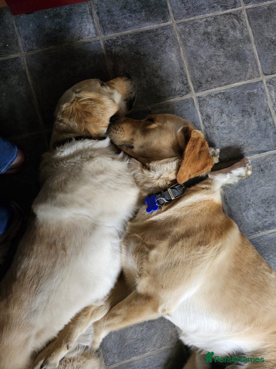 Goldador dogs for sale: Gorgeous Golden Retriever Puppies  - Image 4