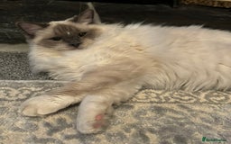 Ragdoll cats for sale: For sale 18month old - Image 2