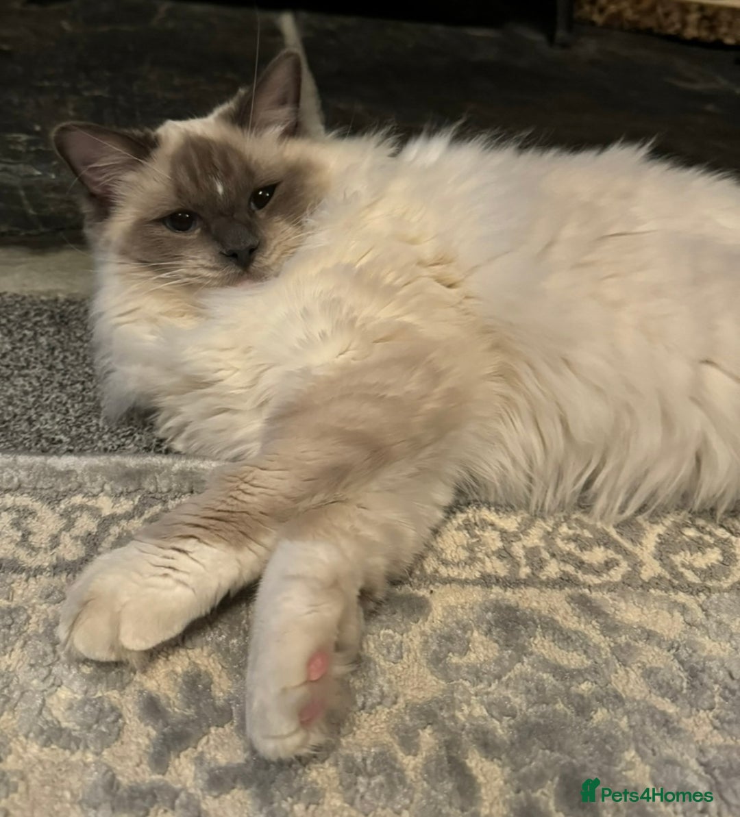 Ragdoll cats for sale: For sale 18month old - Image 2