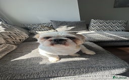 Shih Tzu dogs for stud: Murphy  - Image 4