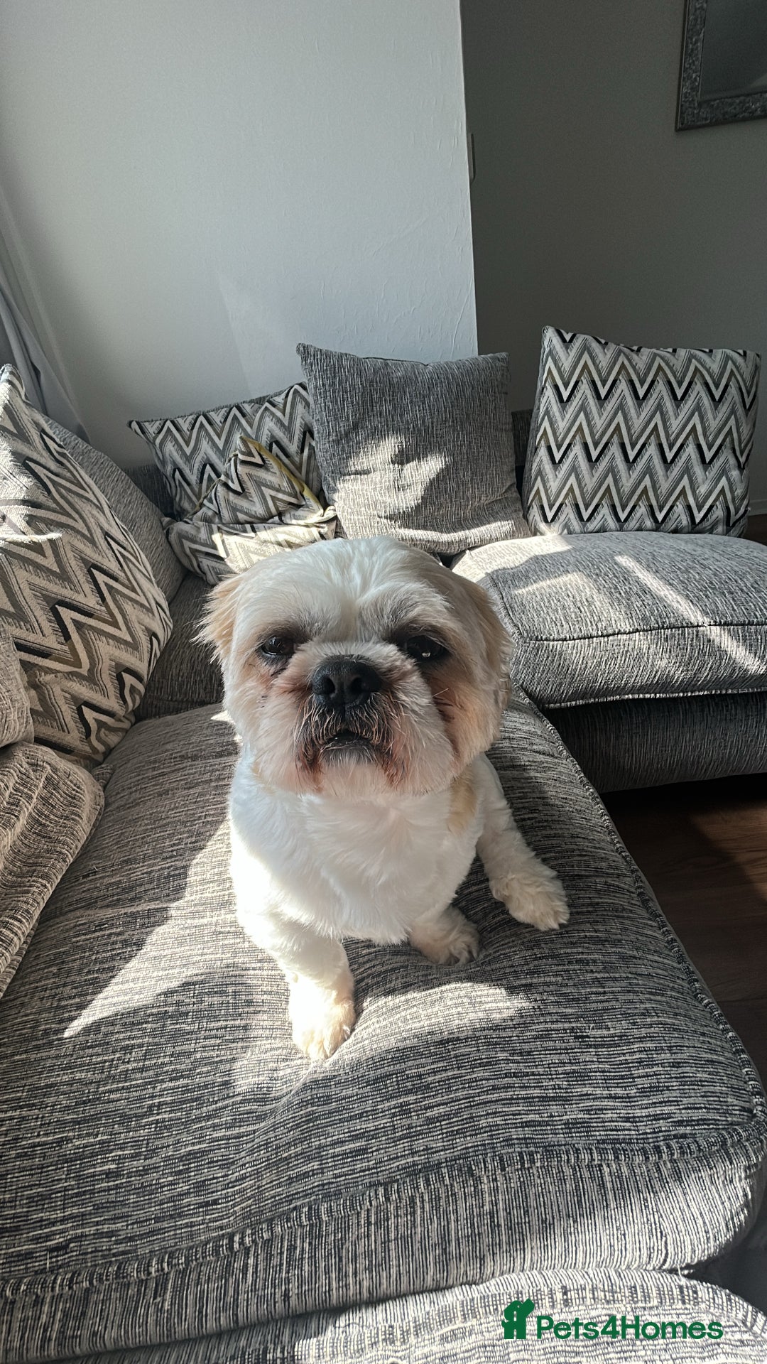 Shih Tzu dogs for stud: Murphy  - Image 4