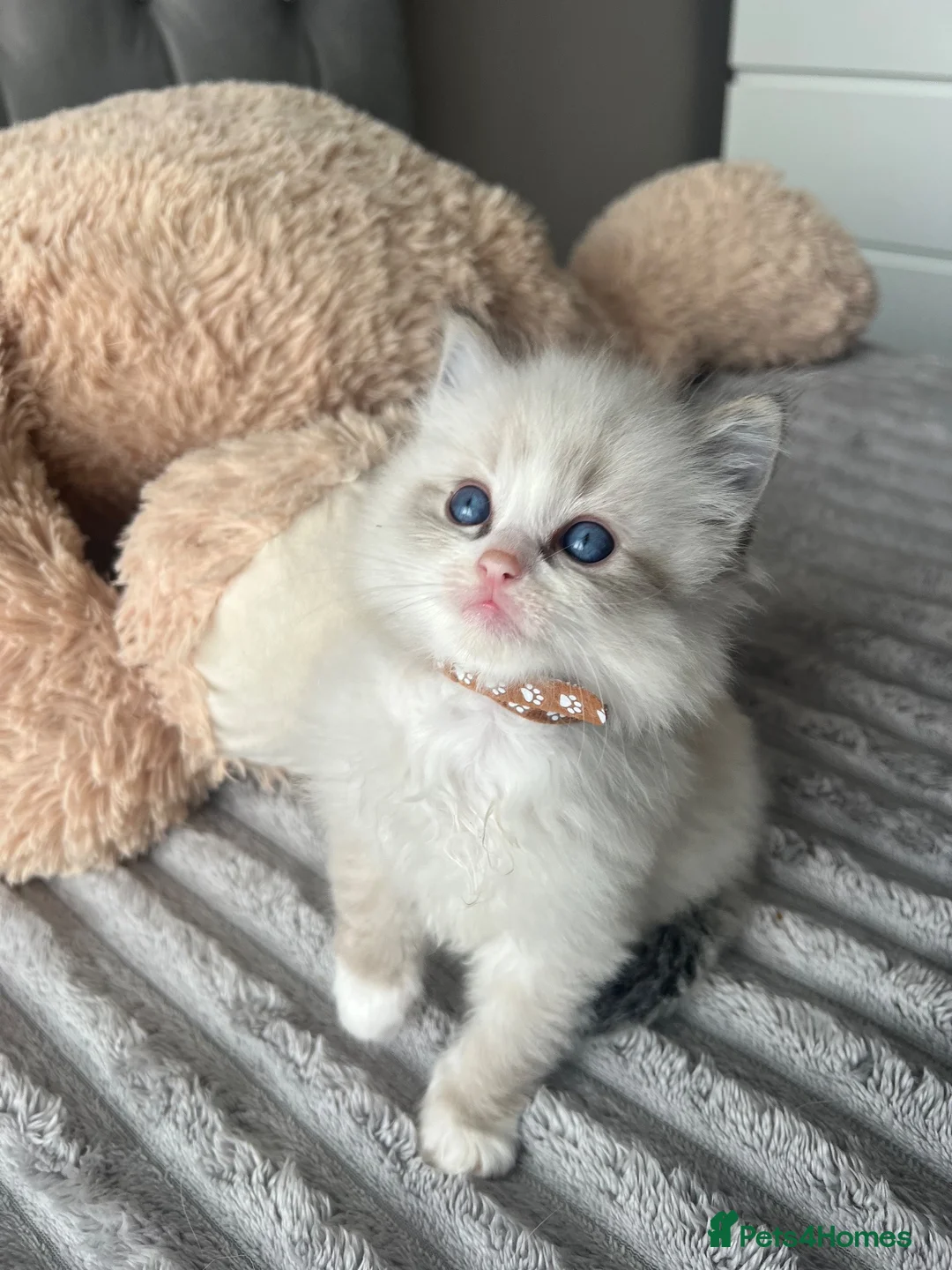 Ragdoll cats for sale: Registered Ragdoll Kittens for sale - Advert 27