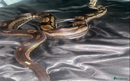 Boa Snake reptiles for sale: Albino Khal Boa Female - full setup, breeder pair - Image 4