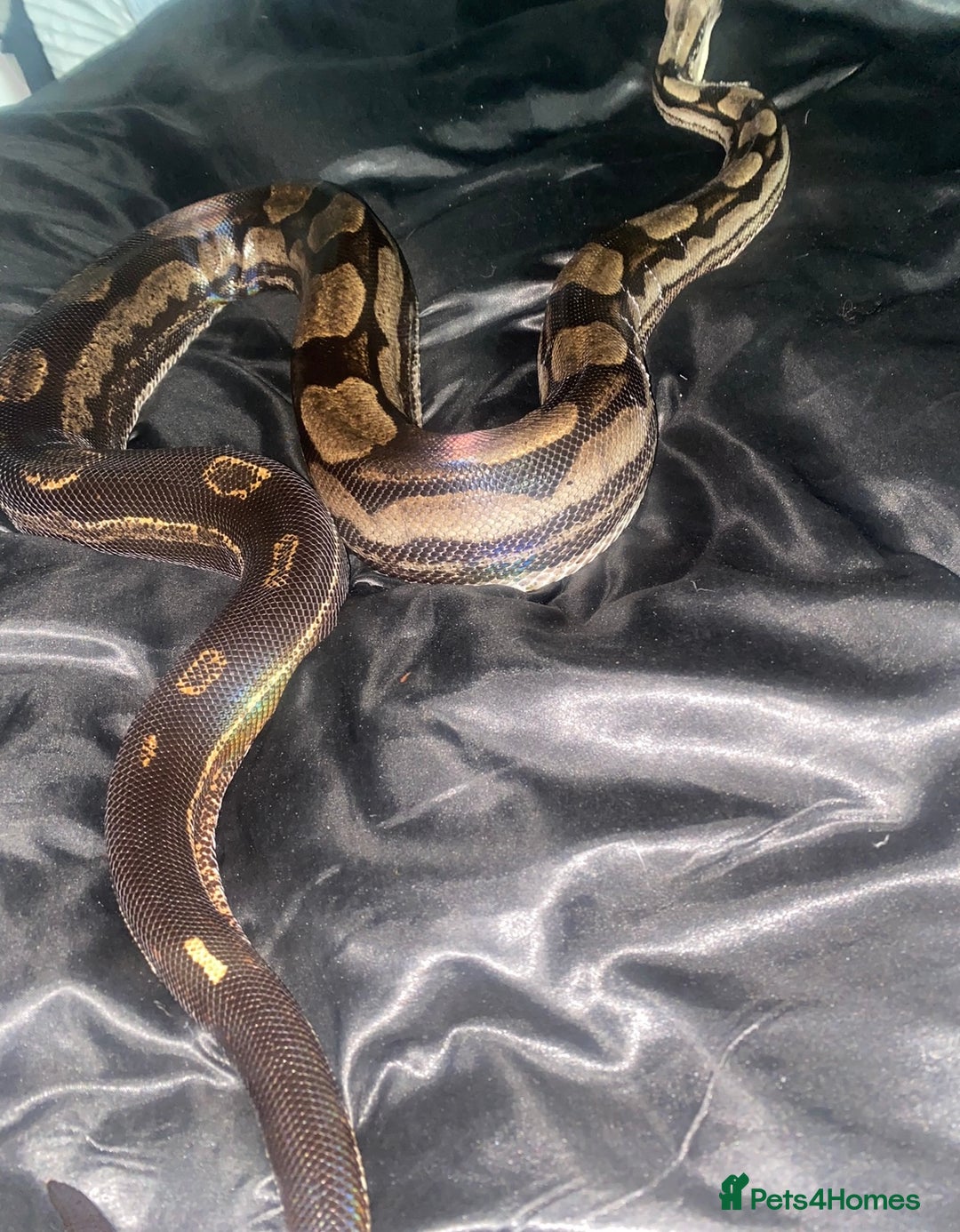 Boa Snake reptiles for sale: Albino Khal Boa Female - full setup, breeder pair - Image 4