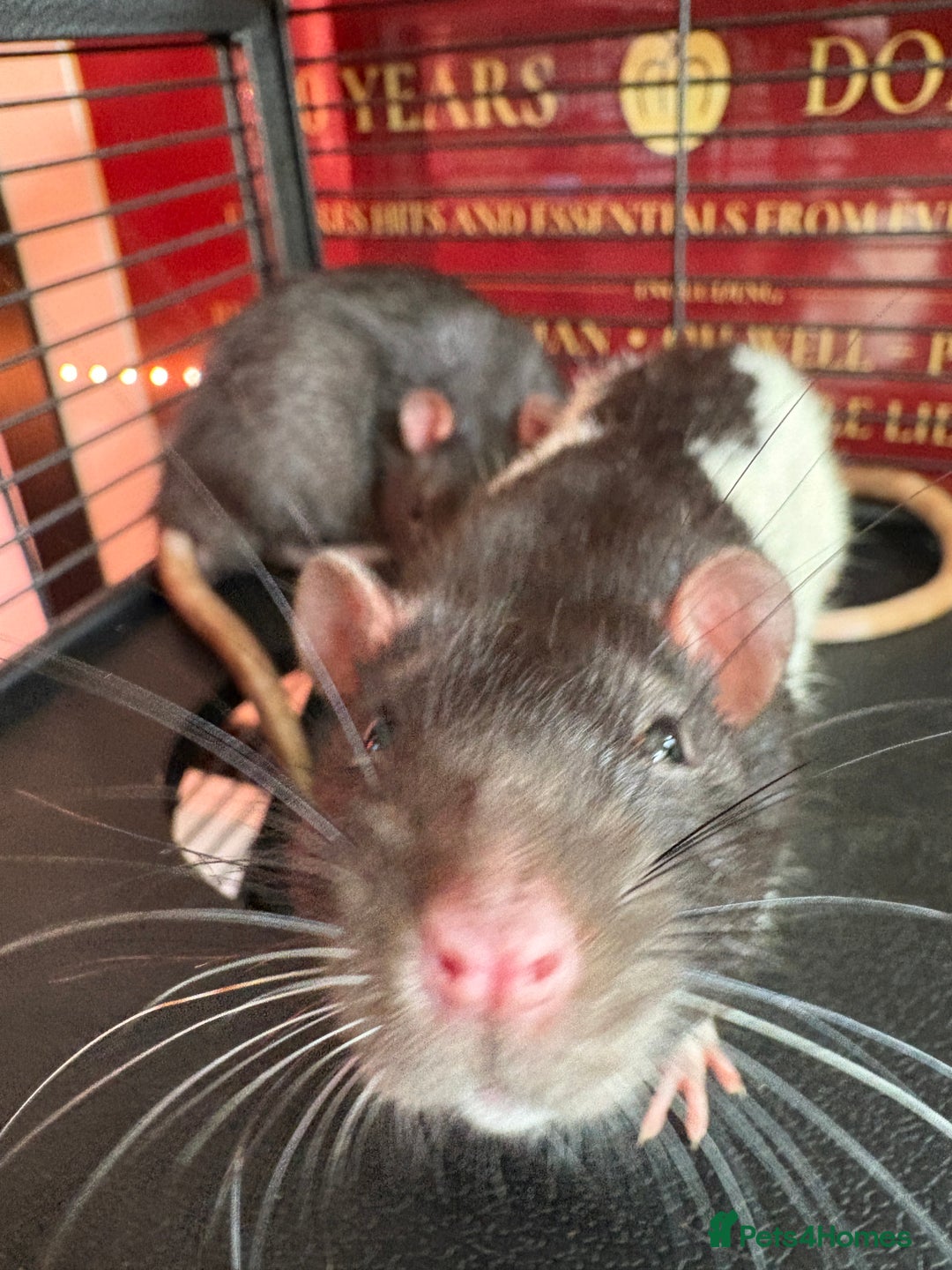 Rat rodents for sale: Rats looking for a new home  - Image 2