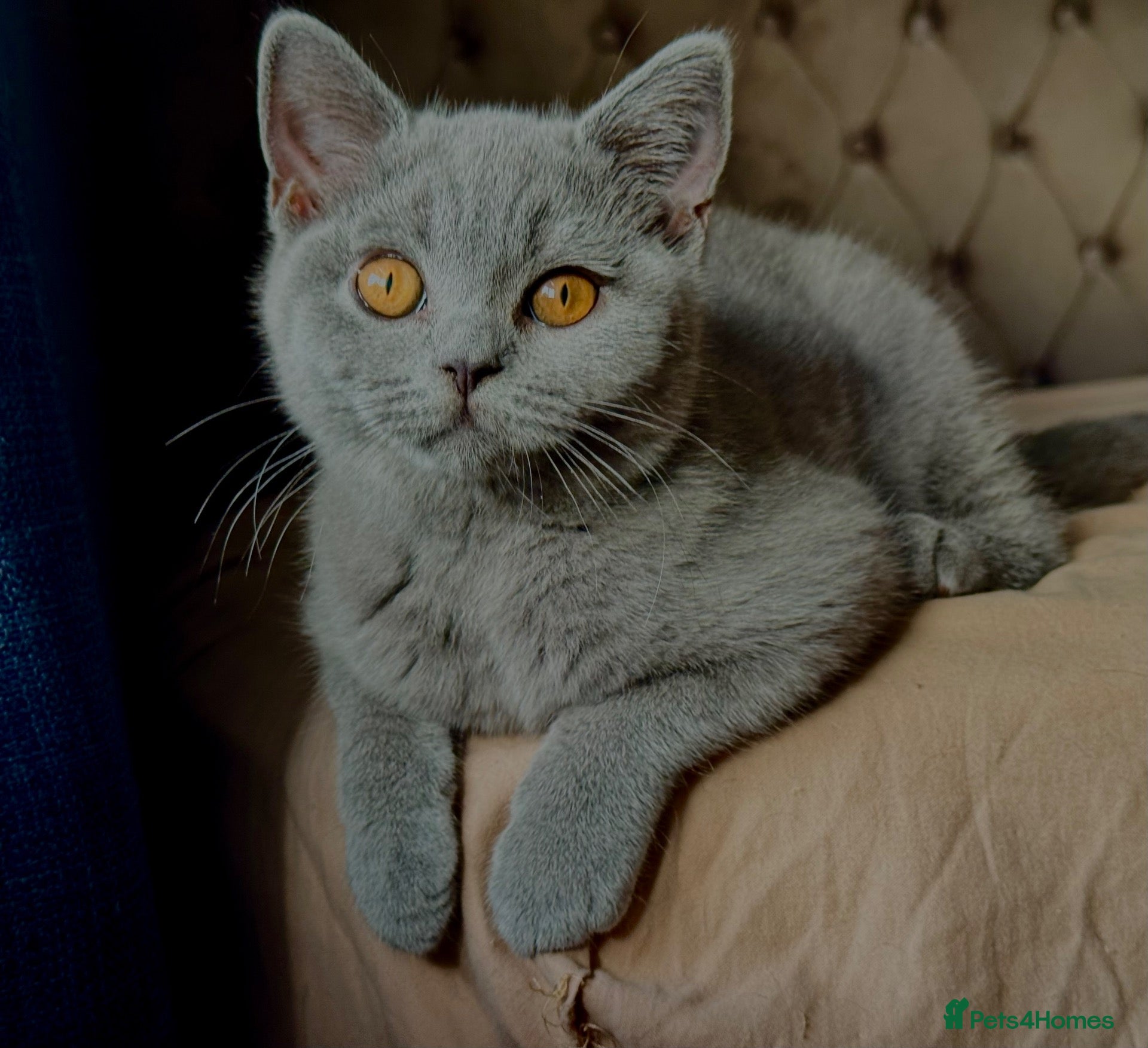 British Shorthair cats TICA Registered BritishShorthairKittens  Ready now - Advert 1