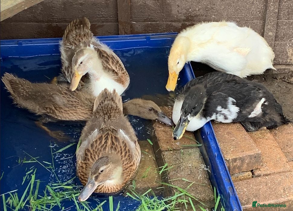 Ducks poultry Ducks for sale - 5 Ducklings 5 Weeks Old - £8 each - Advert 18