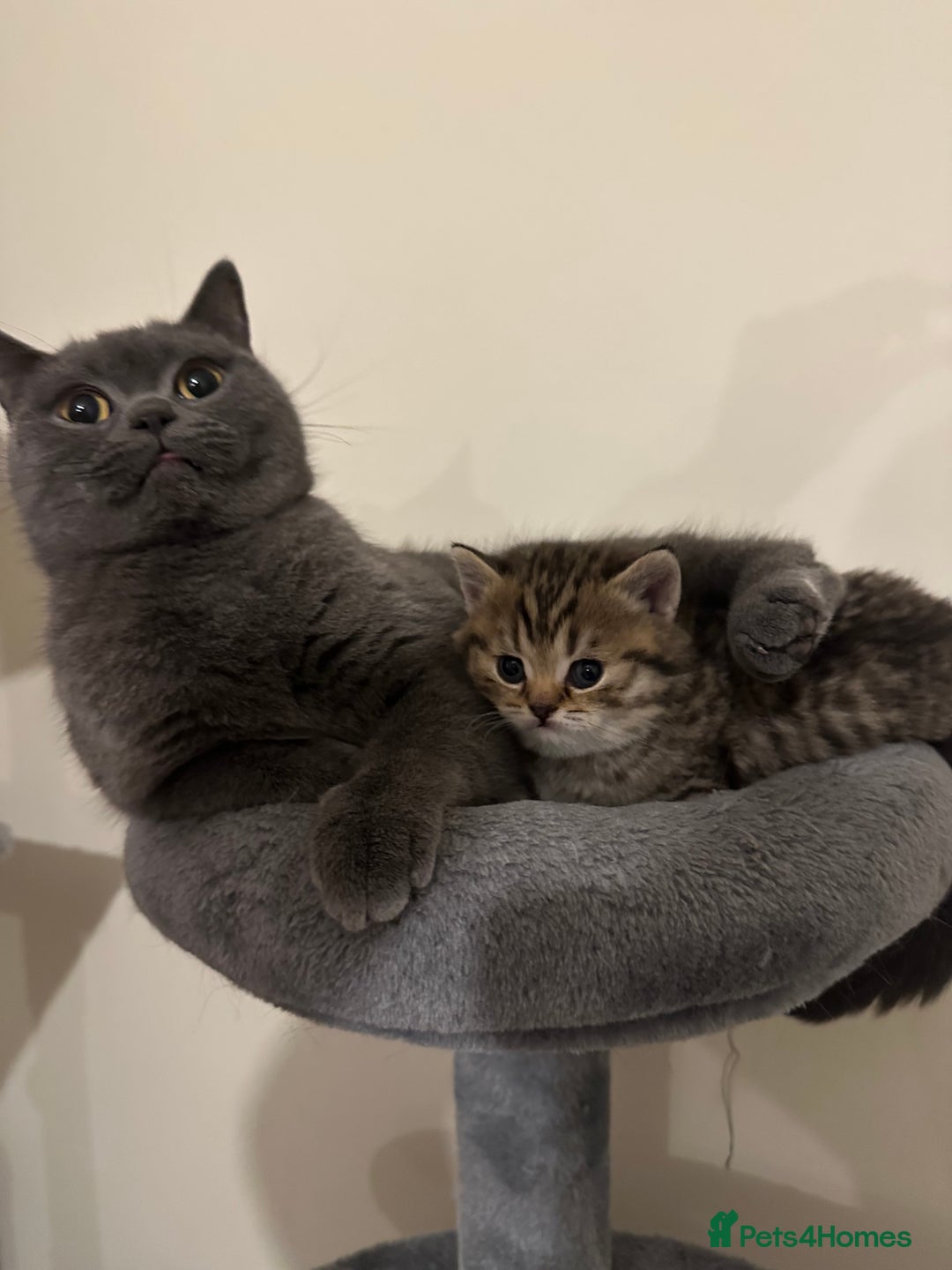 British Shorthair cats for sale: Tabby BritishShorthair male ready for reservation  - Advert 5