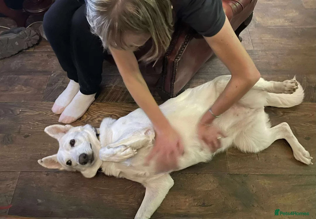 Mixed Breed dogs for adoption: Asha needs a loving home  - Advert 1