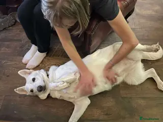 Mixed Breed dogs Asha needs a loving home - Advert 1