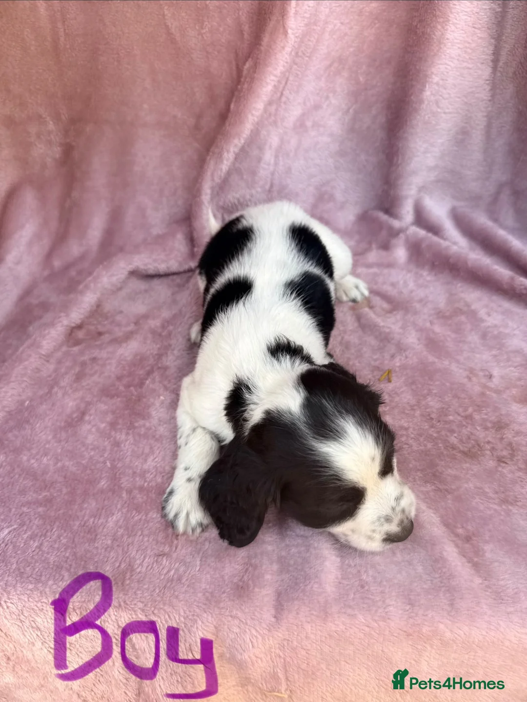 English Springer Spaniel dogs for sale: Millie and her beautiful Babies  in Yeovil - Advert 2