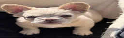 French Bulldog dogs for sale: Rare C2 puffys/fluffys frenchies first in the🇬🇧  - Advert 2