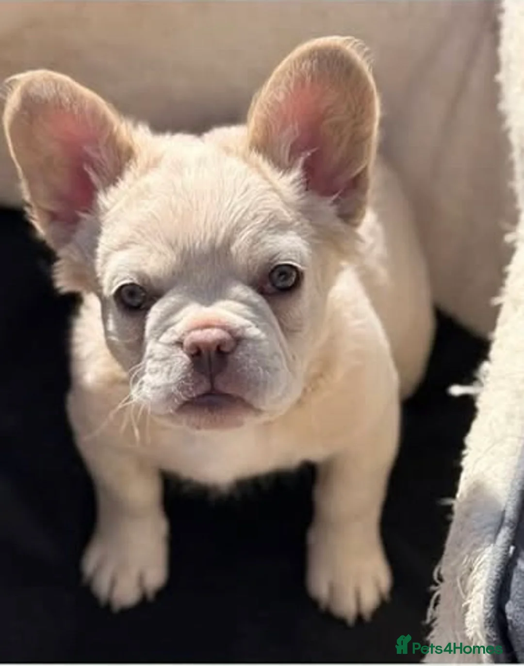French Bulldog dogs for sale: Rare C2 puffys/fluffys frenchies first in the🇬🇧  - Advert 2