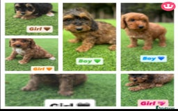 Cockapoo dogs for sale: 1 female cockapoo puppy available 🐶  - Image 3
